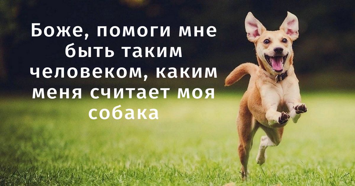 Стихи к подарку собака