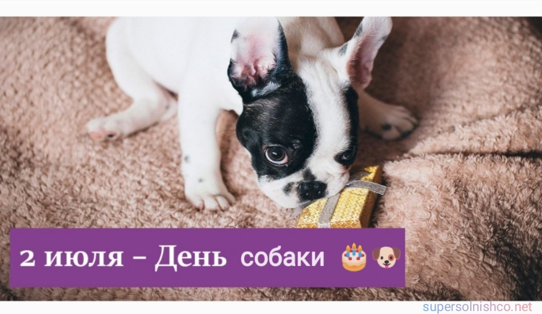 Стихи к подарку собака