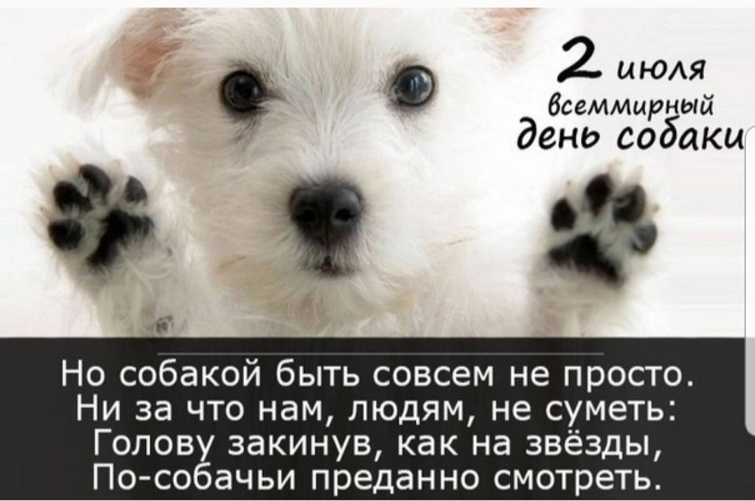 Стихи к подарку собака